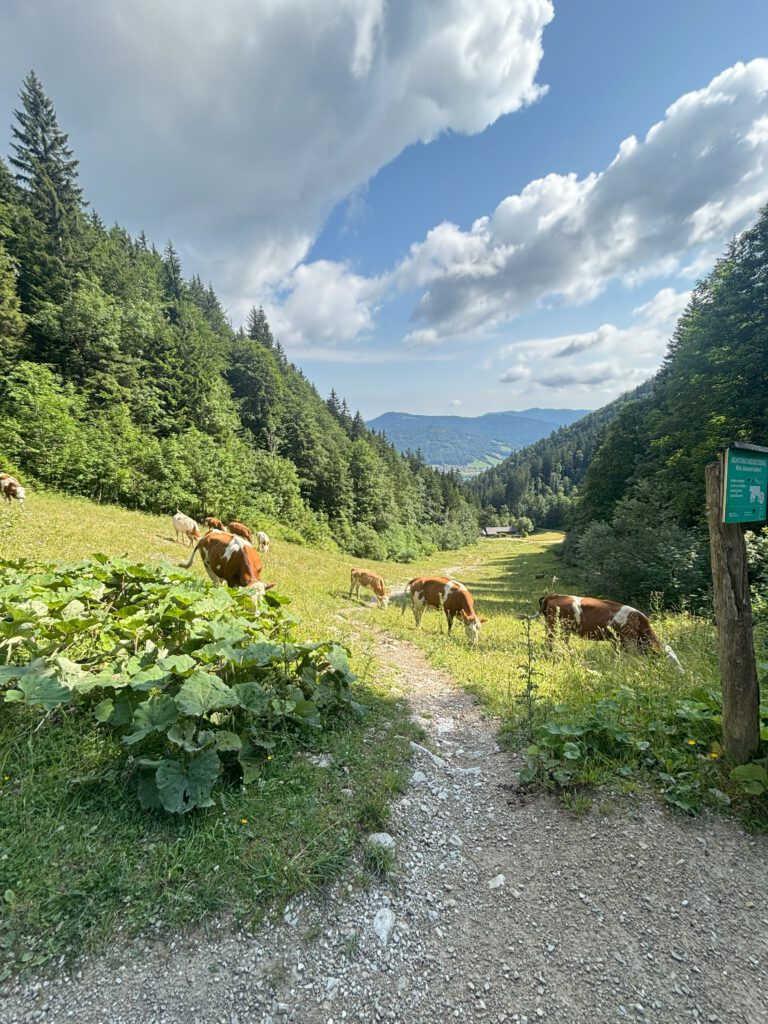 Blick bei der Wanderung auf den Unternberg in Richtung Ruhpolding. Kühe grasen auf saftigen Wiesen. Ein schmaler Pfad führt über die Wiese.