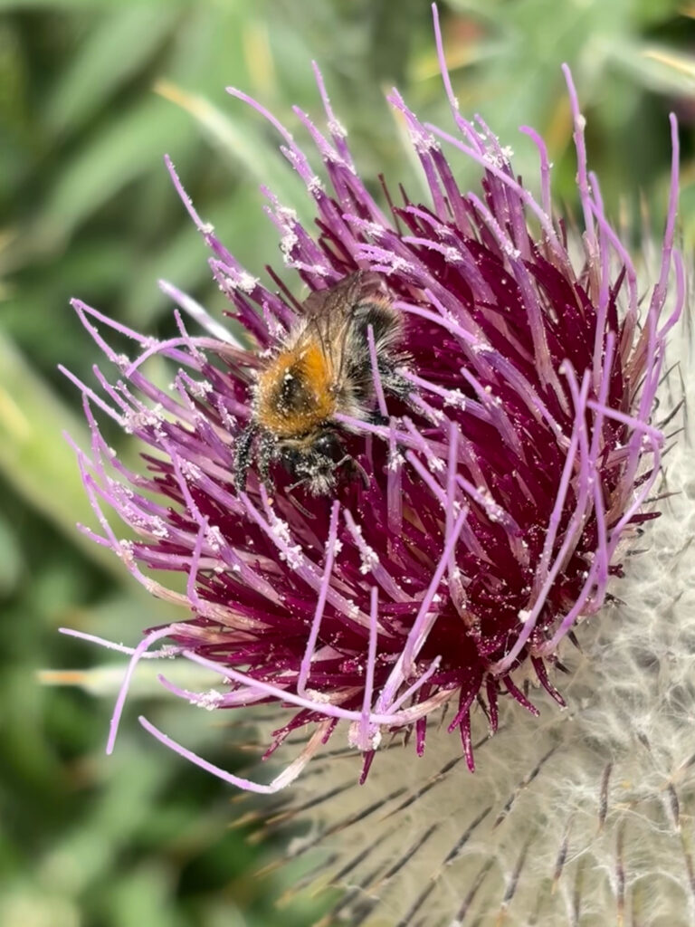Hier ist eine Hummel zu sehen, welche sich in einer lila Wolldistel tummelt.